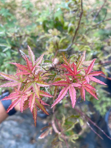 Acer palmatum 'Beni fushigi' - mapleridgenursery